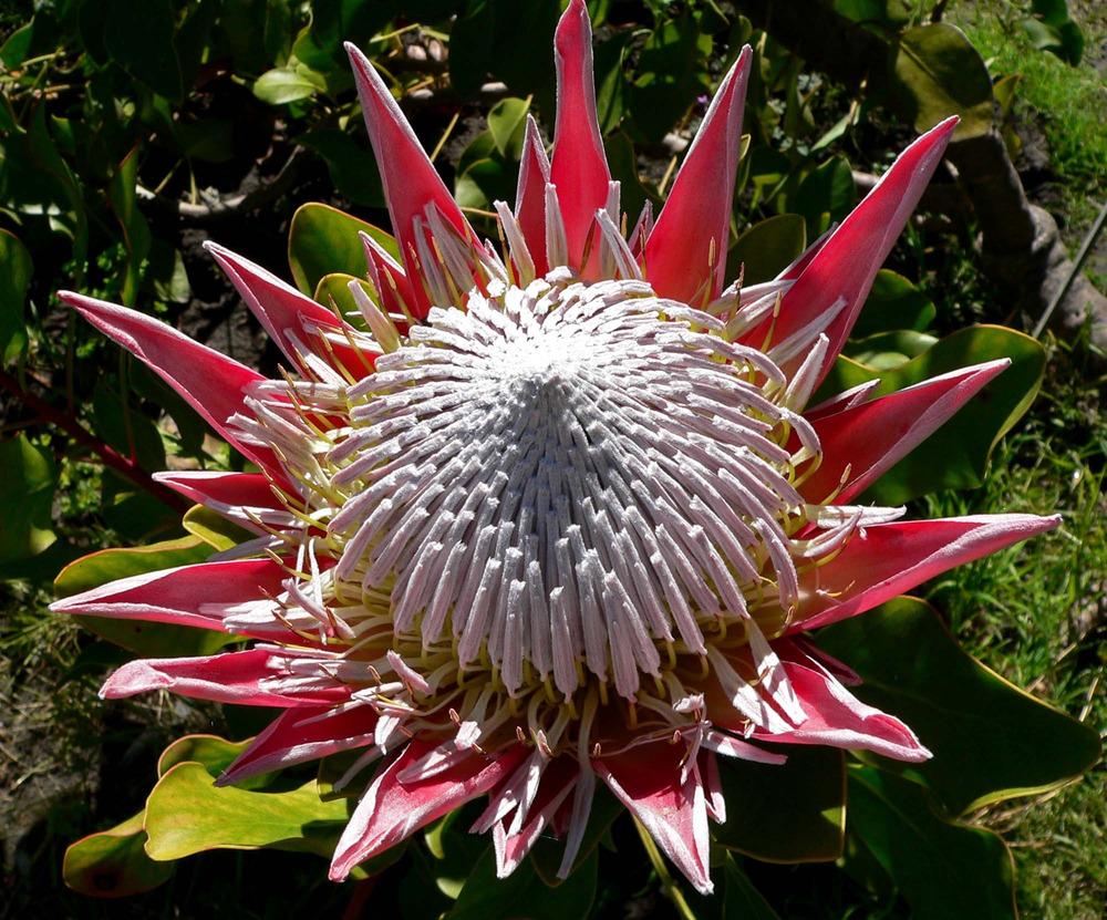 Photo of King Protea (Protea cynaroides) uploaded by admin