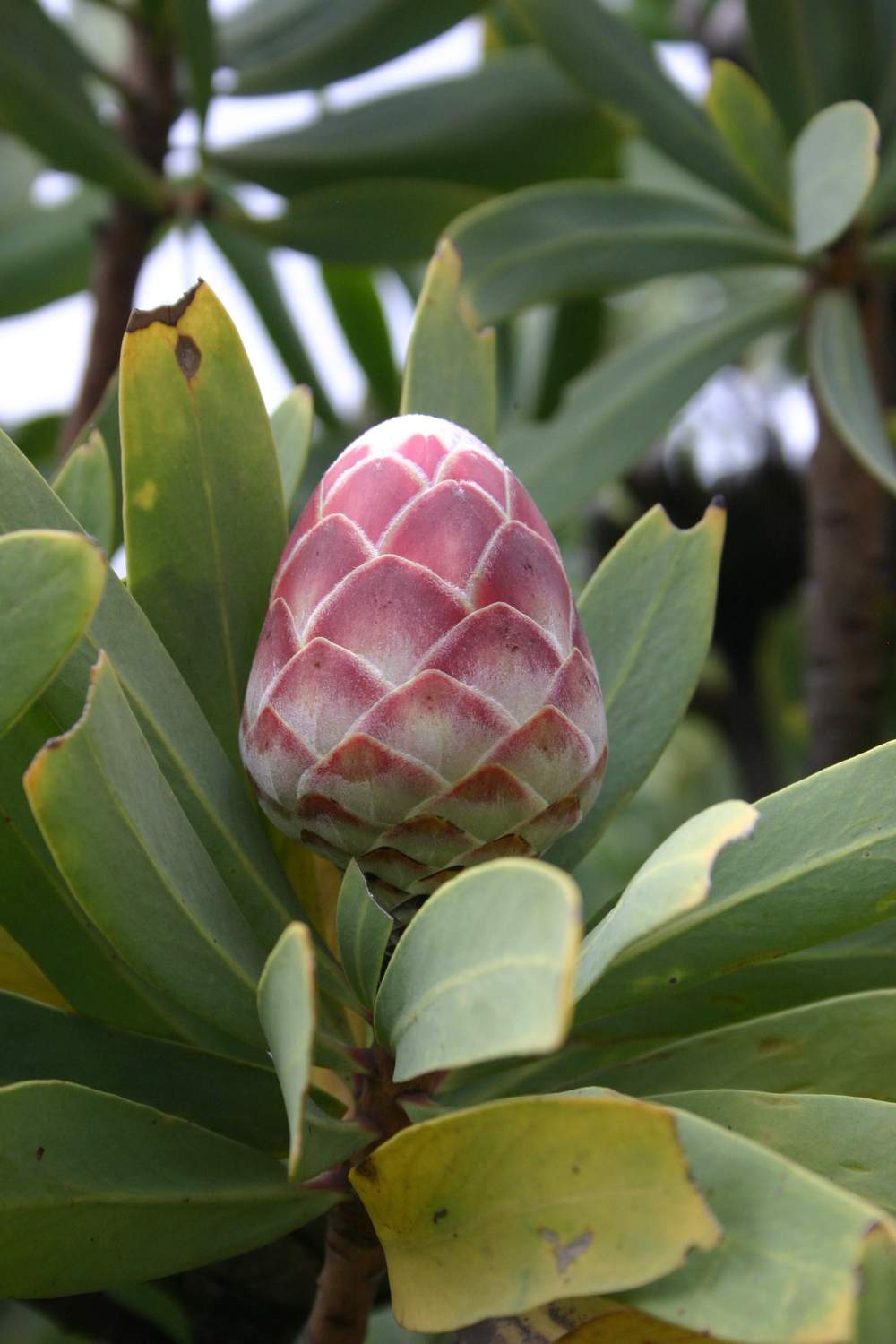 Photo of Protea caffra uploaded by admin