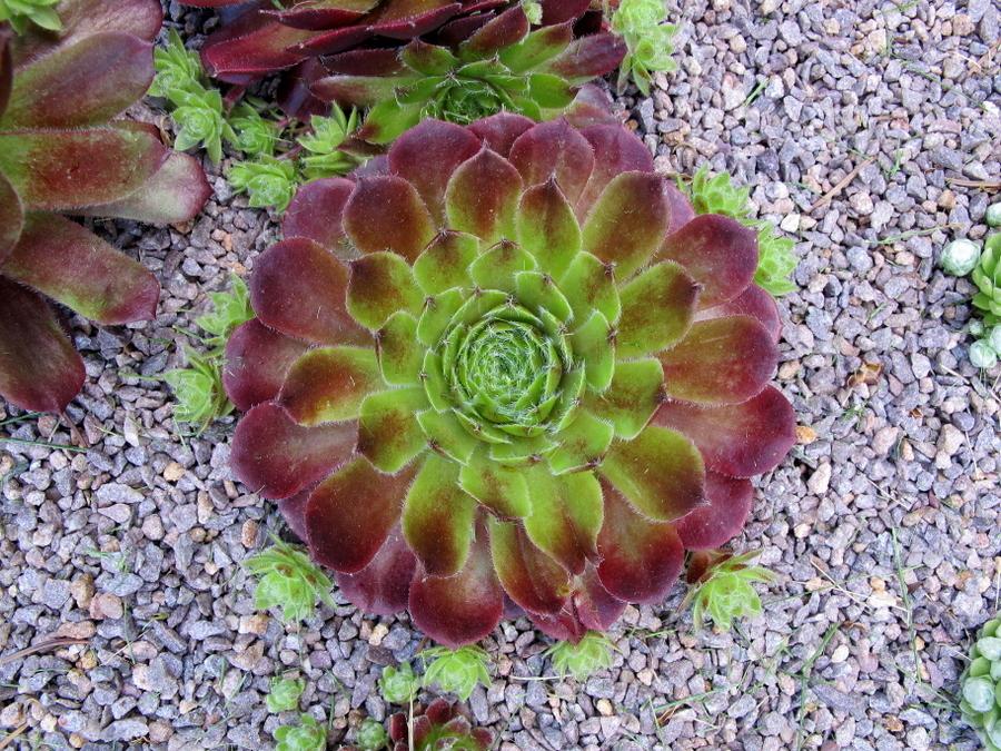 Photo of Hen and Chicks (Sempervivum 'Carnival') uploaded by goldfinch4