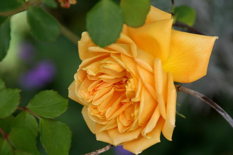 Photo of Rose (Rosa 'Golden Celebration') uploaded by Calif_Sue