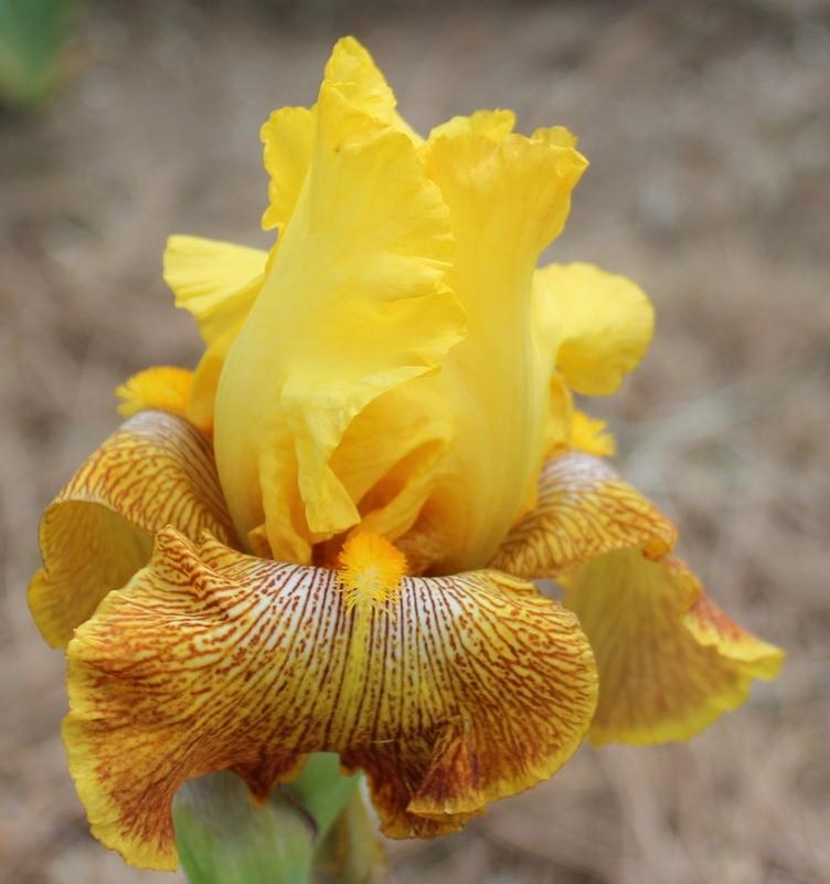 Photo of Tall Bearded Iris (Iris 'Bengal Tiger') uploaded by Calif_Sue