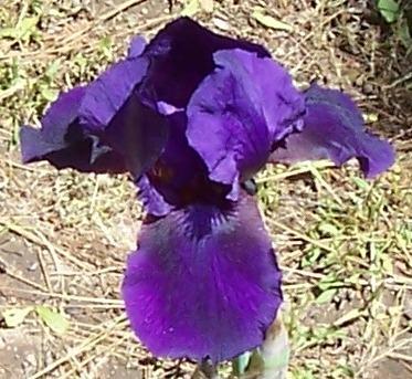Photo of Border Bearded Iris (Iris 'Black Forest') uploaded by Calif_Sue