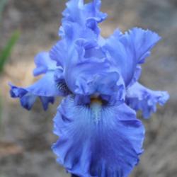
Date: 2015-03-12
Photo courtesy of Bluebird Haven Iris Garden