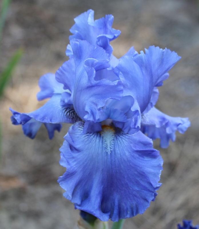 Photo of Tall Bearded Iris (Iris 'Blenheim Royal') uploaded by Calif_Sue
