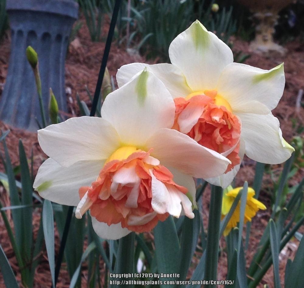 Photo of Double Daffodil (Narcissus 'Candy Princess') uploaded by Cem9165