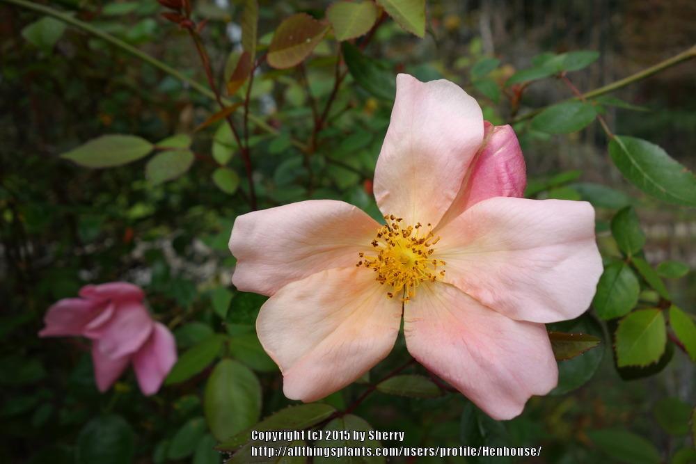 Photo of Rose (Rosa 'Mutabilis') uploaded by Henhouse