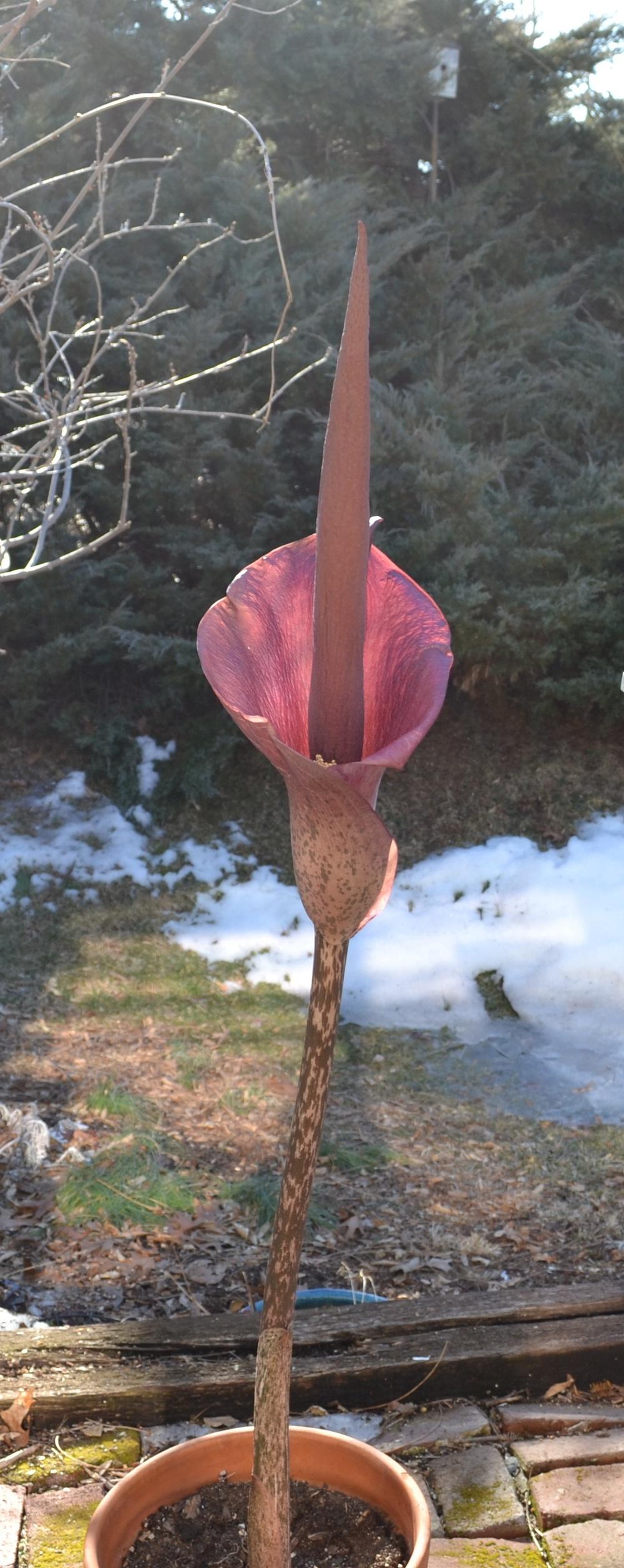Photo of Voodoo Lily (Amorphophallus konjac) uploaded by HollyAnnS