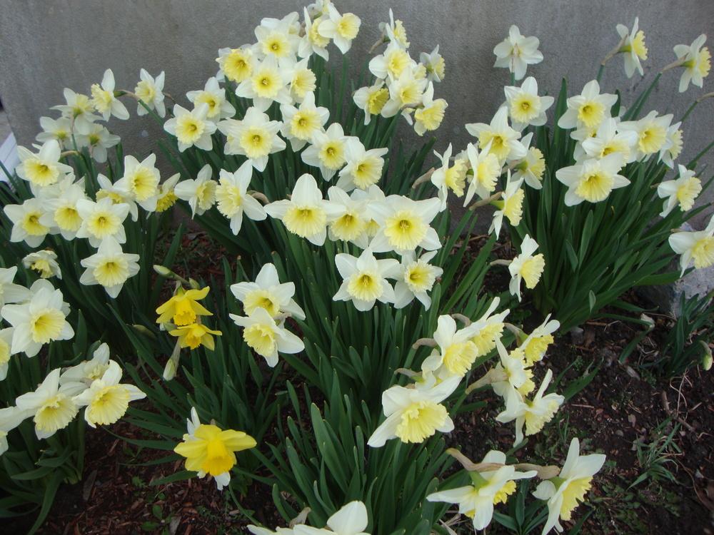 Photo of Large-Cupped Daffodil (Narcissus 'Ice Follies') uploaded by Paul2032