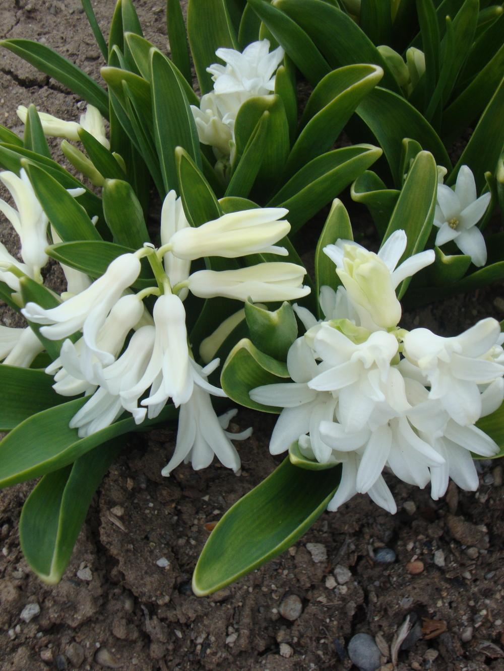 Photo of Hyacinths (Hyacinthus) uploaded by Paul2032