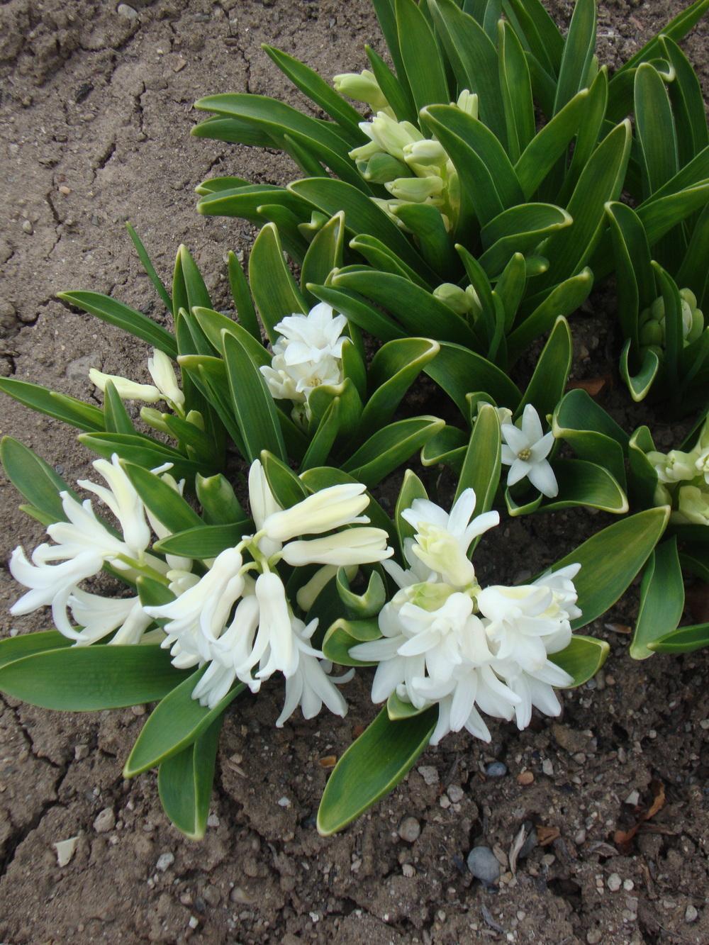 Photo of Hyacinths (Hyacinthus) uploaded by Paul2032