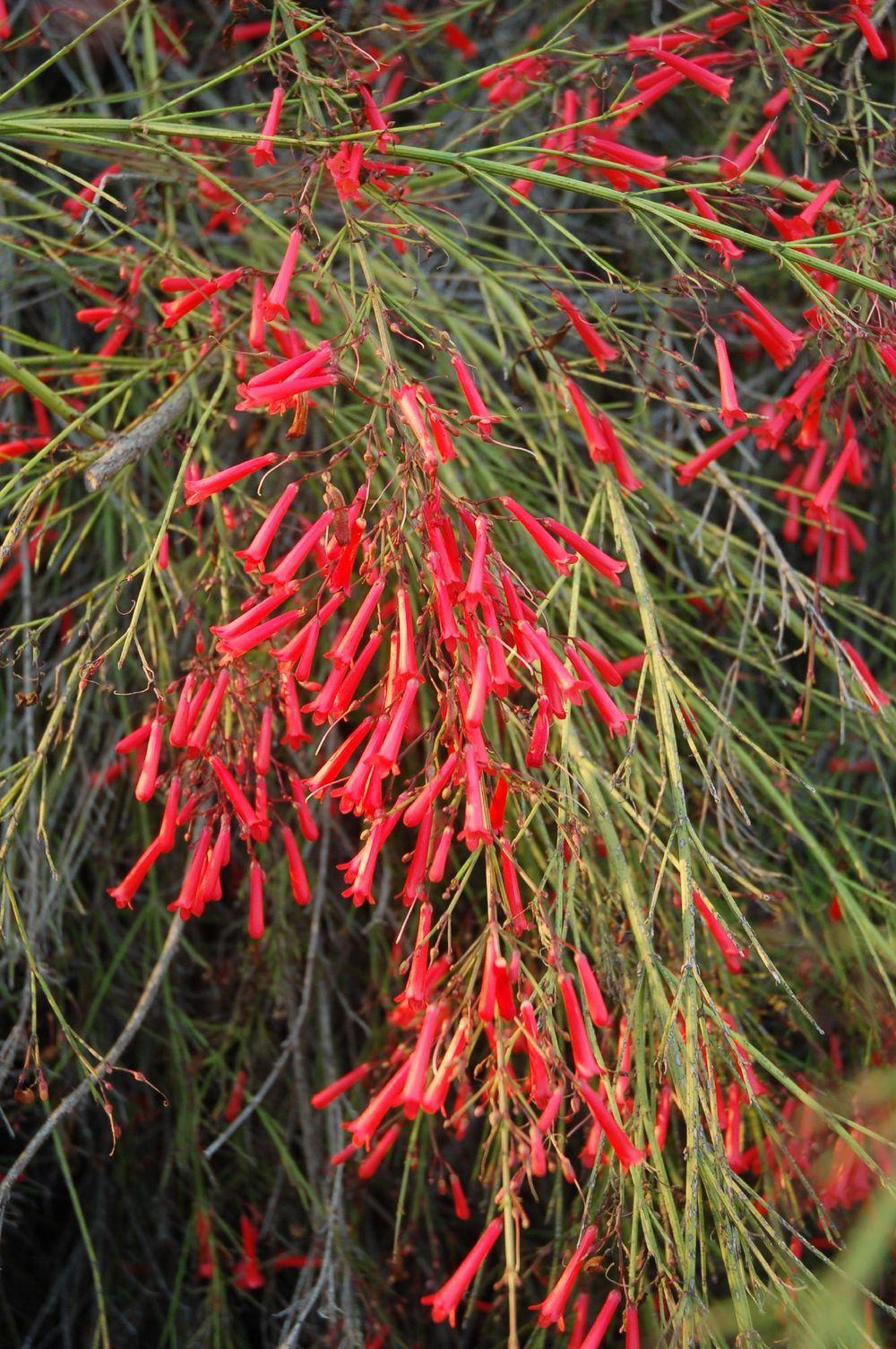 Photo of Firecracker Plant (Russelia equisetiformis) uploaded by admin