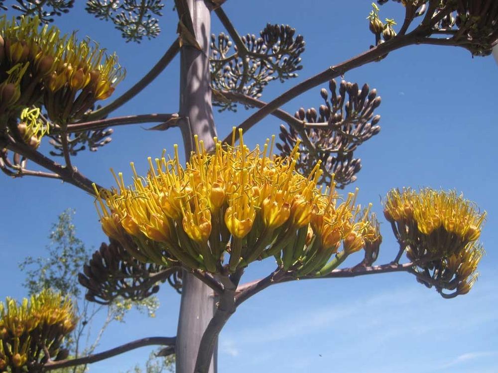 Photo of Parry's Agave (Agave parryi) uploaded by admin
