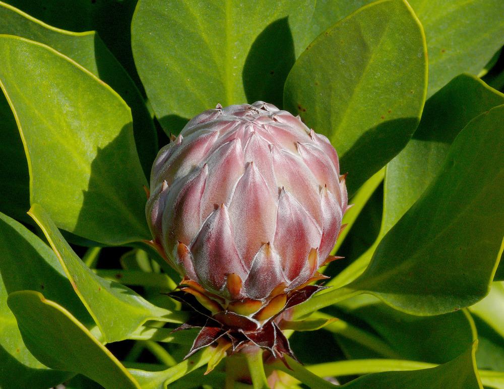 Photo of King Protea (Protea cynaroides) uploaded by admin