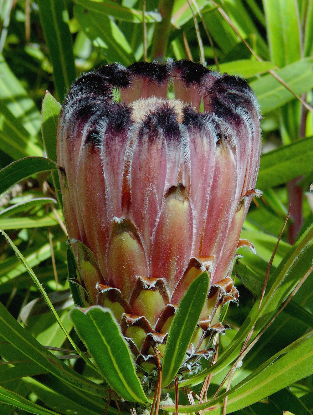 Photo of Oleander Leaf Protea (Protea neriifolia) uploaded by admin