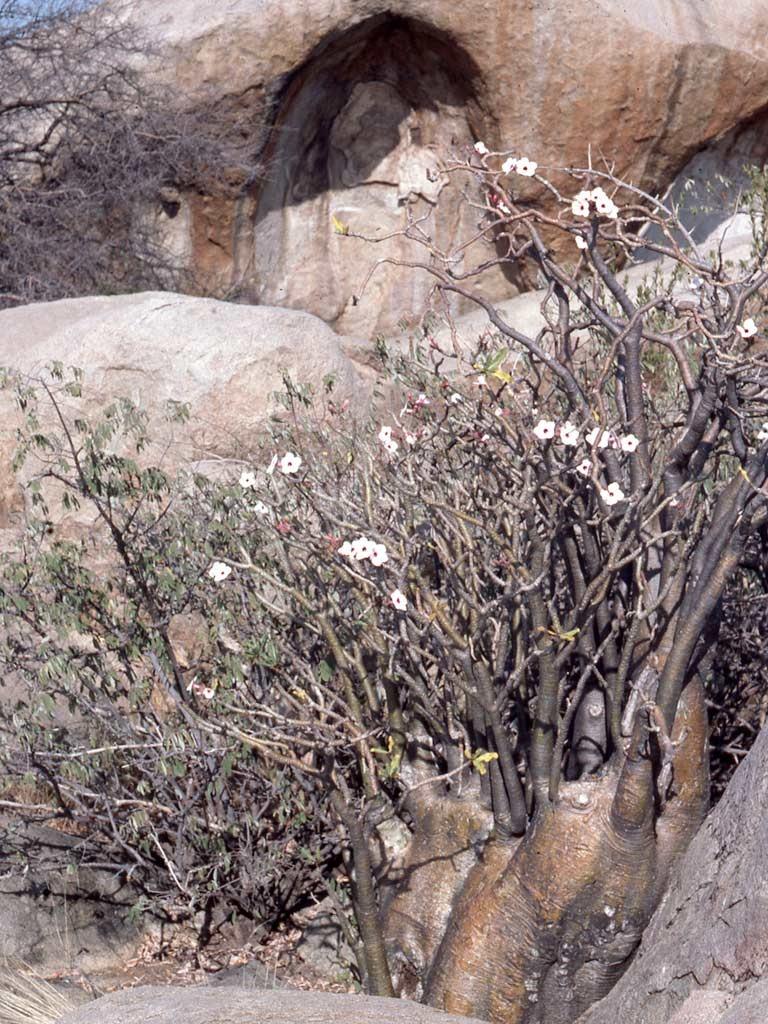 Photo of Desert Rose (Adenium obesum) uploaded by admin