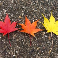 
Fall leaves!
