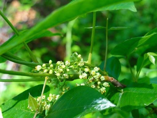 Photo of Poison Ivy (Toxicodendron radicans) uploaded by keithp2012