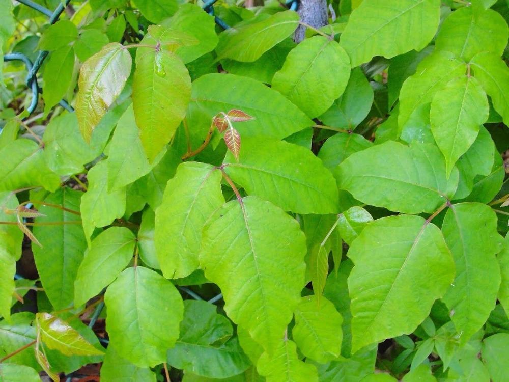Photo of Poison Ivy (Toxicodendron radicans) uploaded by keithp2012