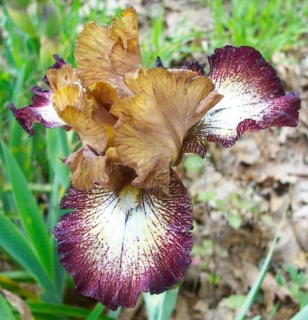 Photo of Intermediate Bearded Iris (Iris 'Broadway Baby') uploaded by Calif_Sue