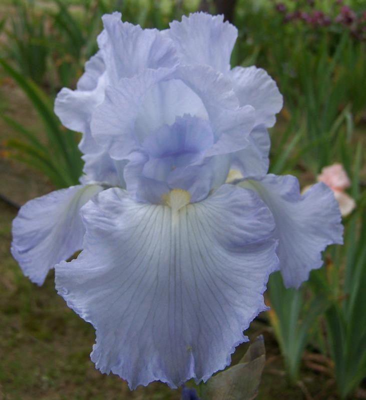 Photo of Tall Bearded Iris (Iris 'Blue Reflection') uploaded by Calif_Sue