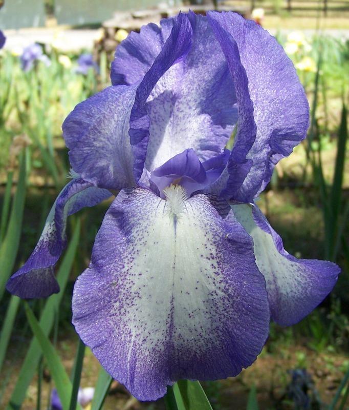Photo of Tall Bearded Iris (Iris 'Blue Shimmer') uploaded by Calif_Sue
