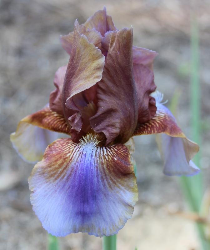 Photo of Tall Bearded Iris (Iris 'Burnt Toffee') uploaded by Calif_Sue