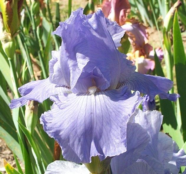 Photo of Tall Bearded Iris (Iris 'Busy Being Blue') uploaded by Calif_Sue