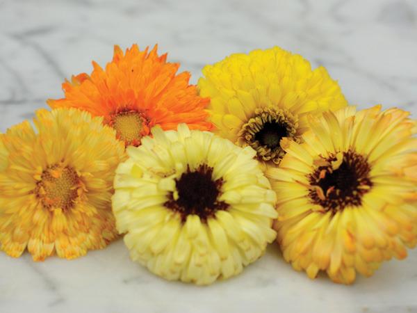 Photo of Pot Marigold (Calendula officinalis 'Fiesta Gitana') uploaded by Joy