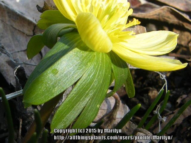 Photo of Winter Aconite (Eranthis hyemalis) uploaded by Marilyn