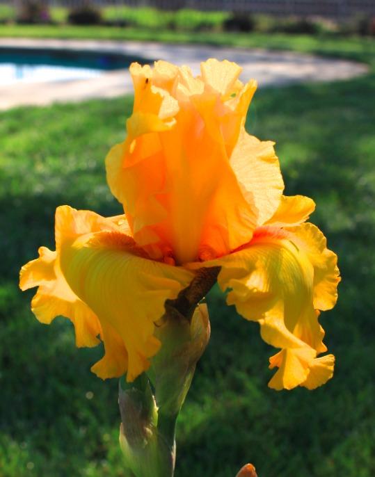 Photo of Tall Bearded Iris (Iris 'Pure as Gold') uploaded by Moiris