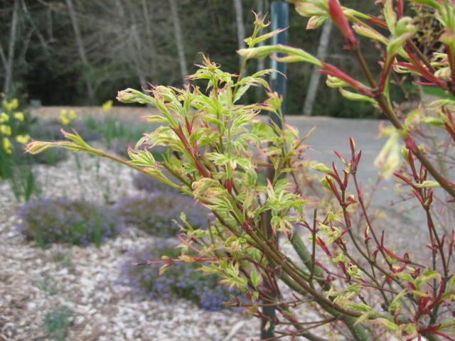 Photo of Japanese Maple (Acer palmatum 'Butterfly') uploaded by wcgypsy