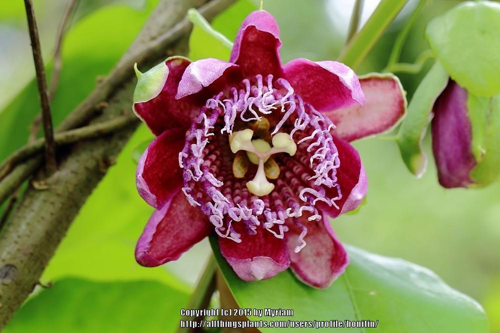 Photo of Passionflower (Passiflora alata) uploaded by bonitin