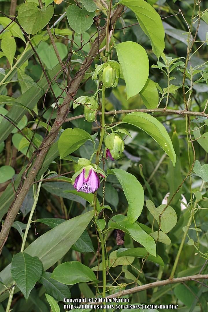 Photo of Passionflower (Passiflora alata) uploaded by bonitin