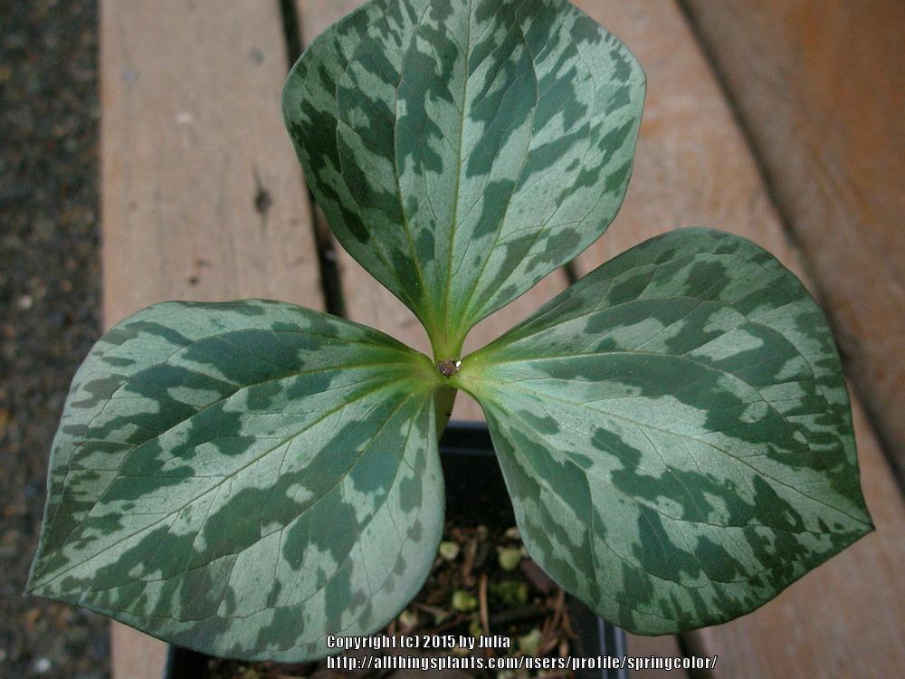 Photo of Sessile Trillium (Trillium sessile) uploaded by springcolor