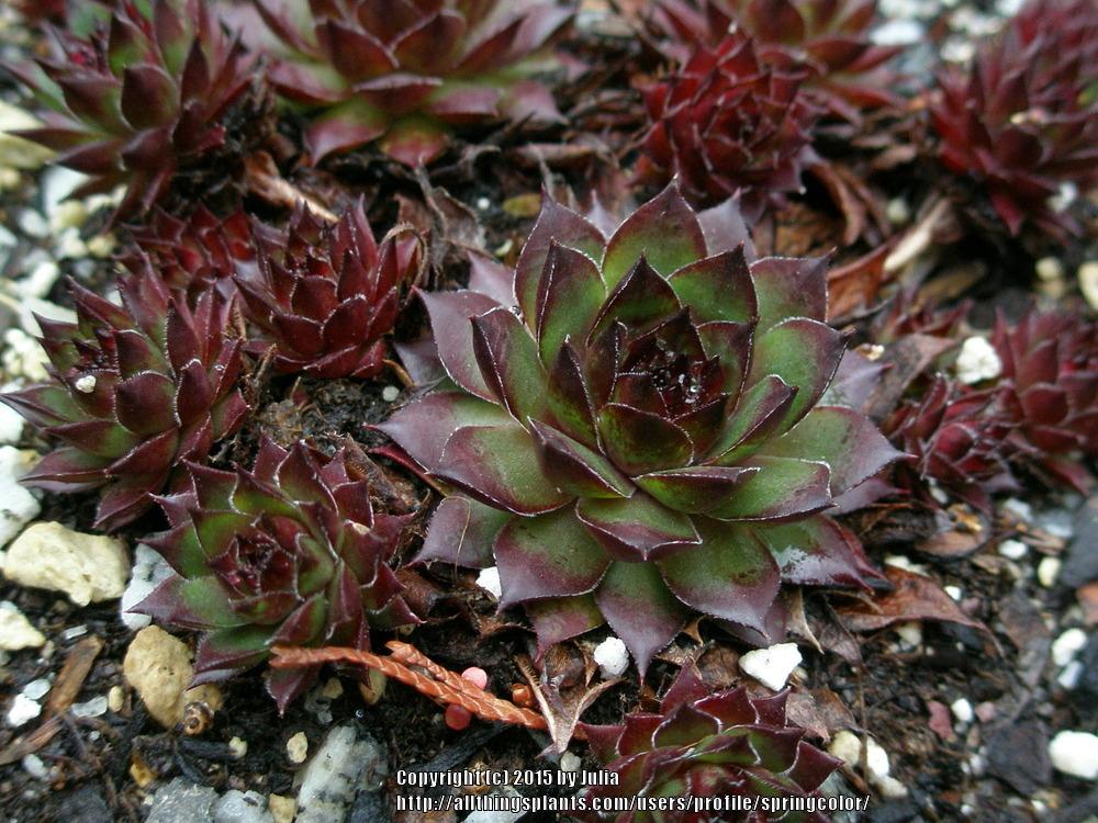 Photo of Hen and Chicks (Sempervivum 'Dynamo') uploaded by springcolor