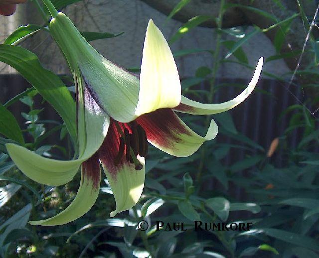Photo of Nepal Lily (Lilium nepalense) uploaded by vanozzi