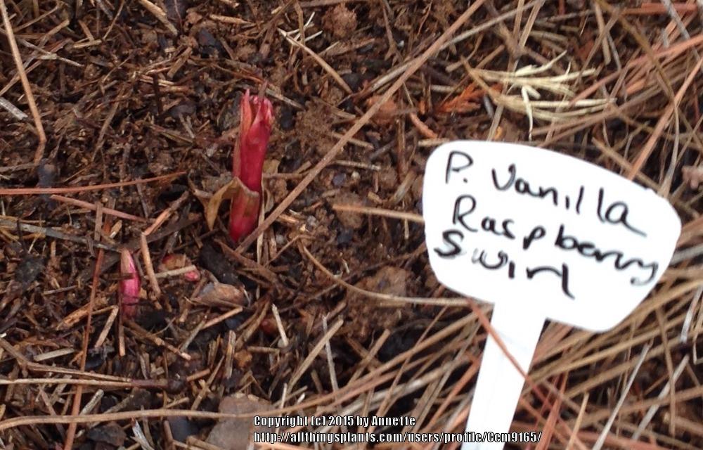 Photo of Peony (Paeonia lactiflora 'Vanilla Raspberry Swirl') uploaded by Cem9165
