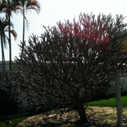 Location: Southwest Florida
Date: March 2015
A remarkably dense specimen tree, just about to break dormancy.