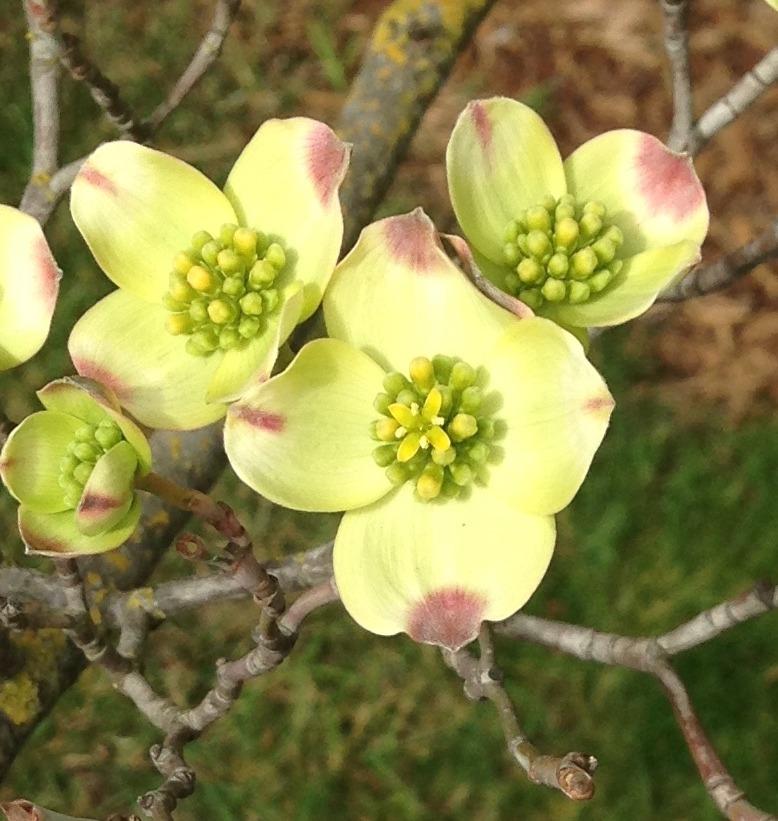Photo of Flowering Dogwood (Cornus florida) uploaded by HamiltonSquare