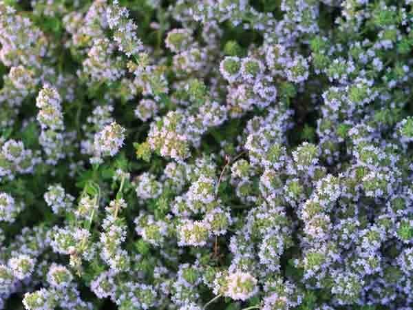 Photo of Common Thyme (Thymus vulgaris) uploaded by Joy