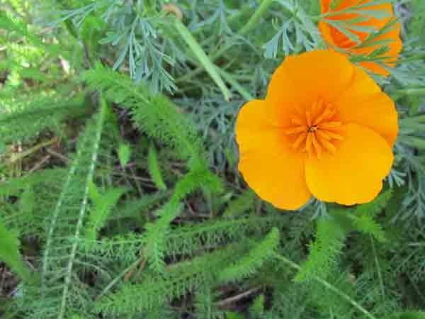 Photo of Collarless California Poppy (Eschscholzia caespitosa) uploaded by Joy