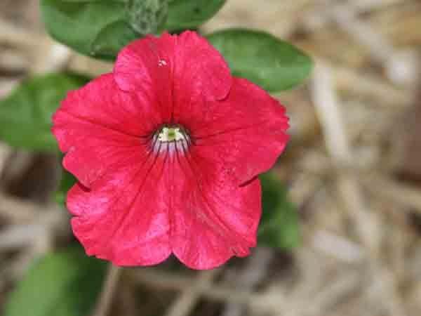 Photo of Petunia 'Fire Chief' uploaded by Joy