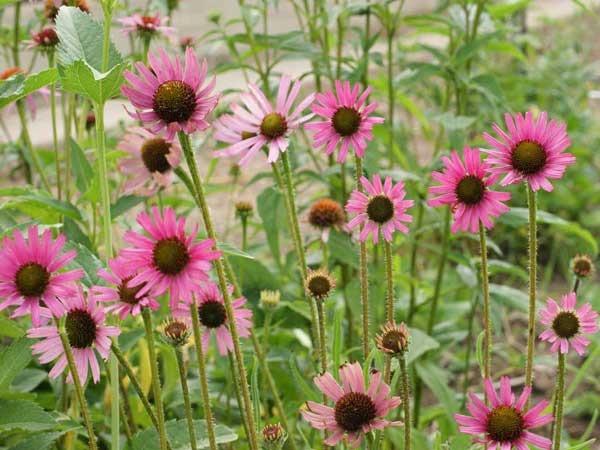 Photo of Tennessee Coneflower (Echinacea tennesseensis) uploaded by Joy