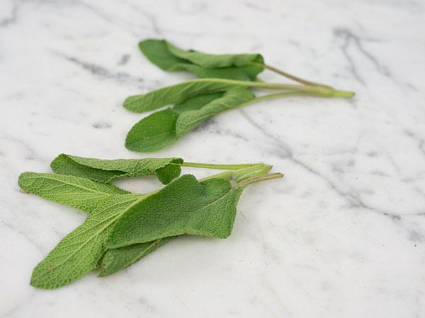 Photo of Culinary Sages (Salvia officinalis) uploaded by Joy