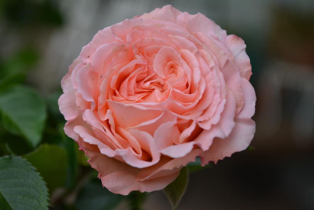 Photo of Rose (Rosa 'Royal Wedding') uploaded by Phillipb2