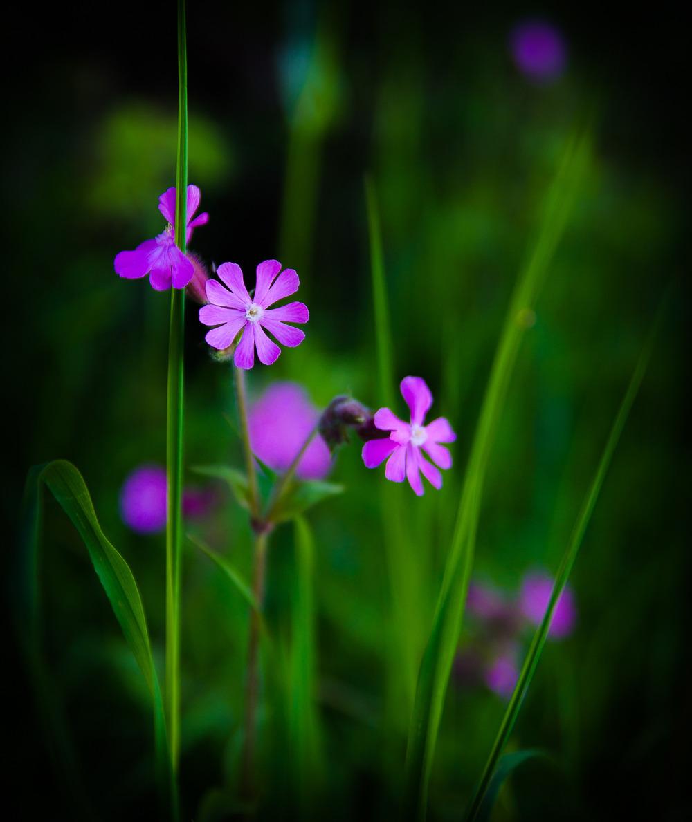Photo of English Maiden (Silene dioica) uploaded by admin