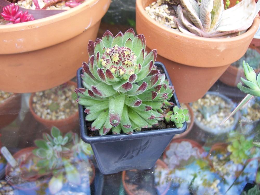Photo of Hen and Chicks (Sempervivum pittonii) uploaded by admin
