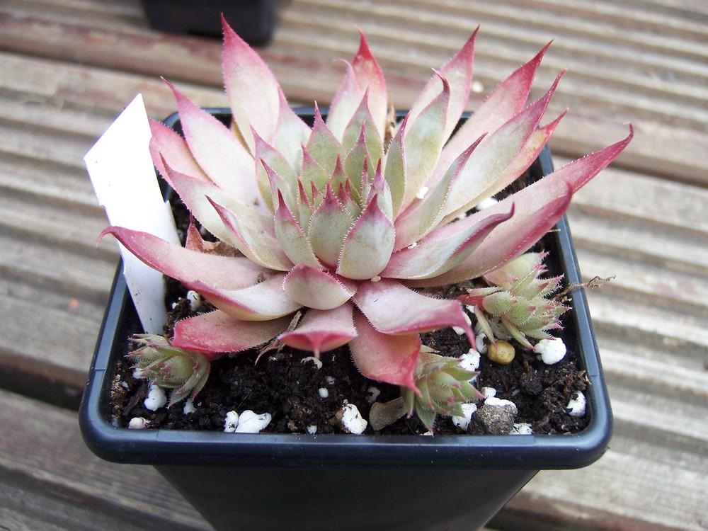 Photo of Hen and Chicks (Sempervivum 'Malby's Hybrid No. 2') uploaded by admin