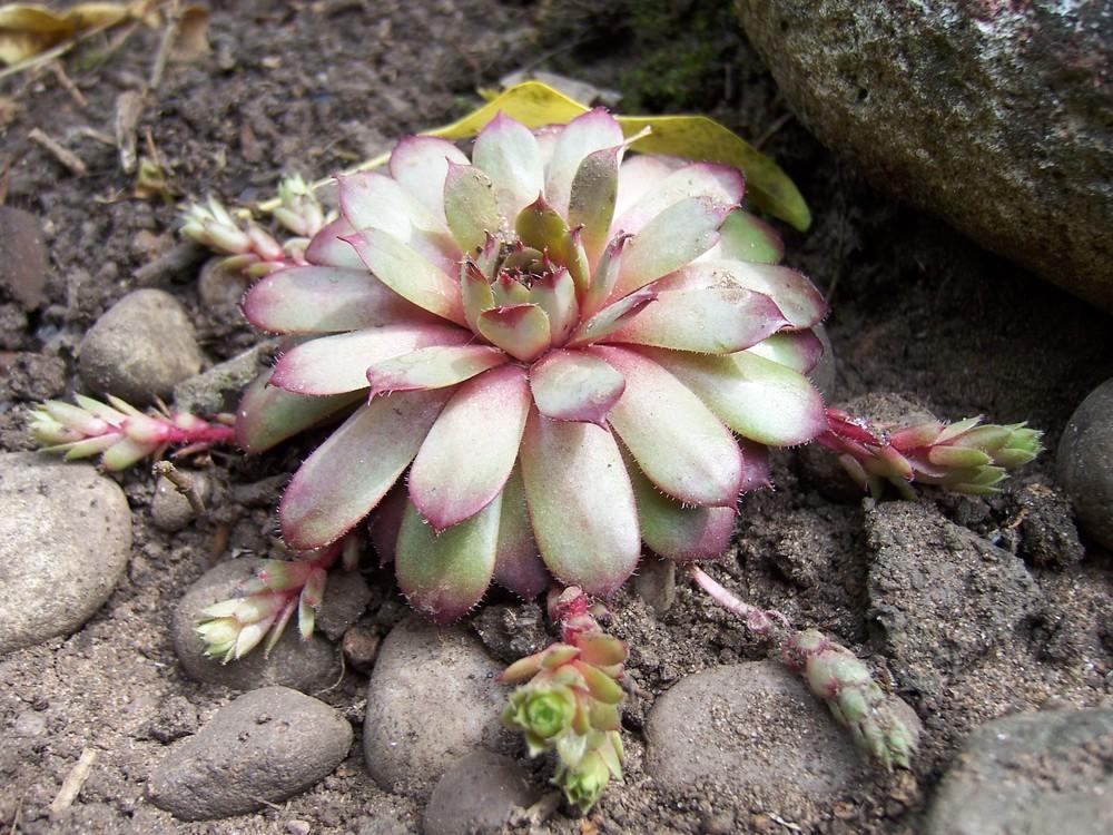Photo of Hen and Chicks (Sempervivum 'Blood Tip') uploaded by admin