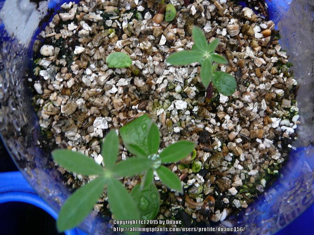 Photo of Lupine (Lupinus regalis 'Morello Cherry') uploaded by duane456